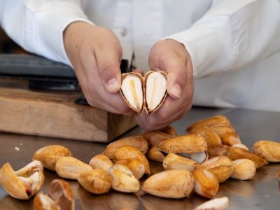 A person's hands show two open halves of a bunya nut, with a scattering of whole nuts on the bench in the foreground. 